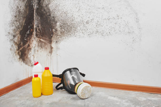 Best DIY Mold Remediation Support Services in Wellston, OH