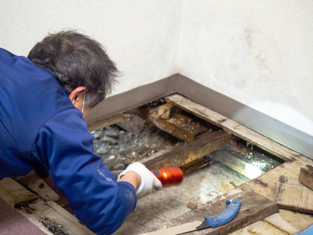 Best Mold Testing and Inspection Services in Wellston, OH