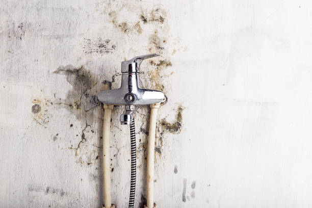 Best Localized Mold Remediation (e.g., coastal areas, humid climates) in Wellston, OH