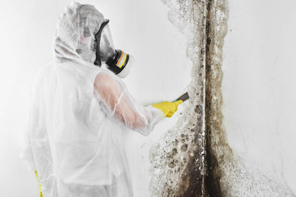 Best Preventive Mold Services in Wellston, OH