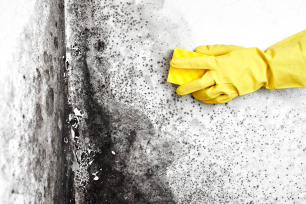Best Residential Mold Remediation in Wellston, OH