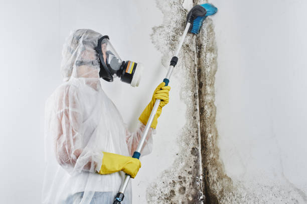 Best White Mold Remediation in Wellston, OH