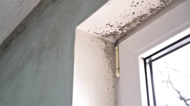 Best Residential Mold Remediation in Wellston, OH