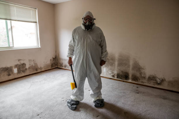 Best Black Mold Remediation in Wellston, OH