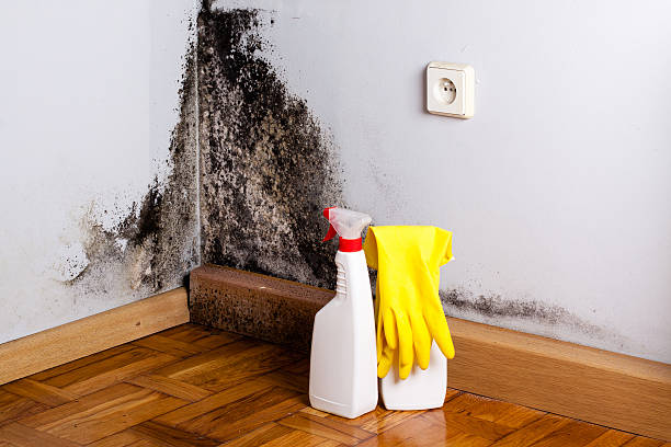 Best Insurance-Related Mold Remediation in Wellston, OH