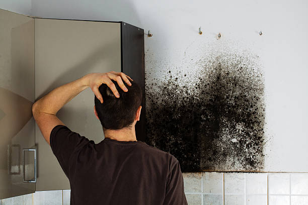 Best Crawl Space Mold Remediation in Wellston, OH