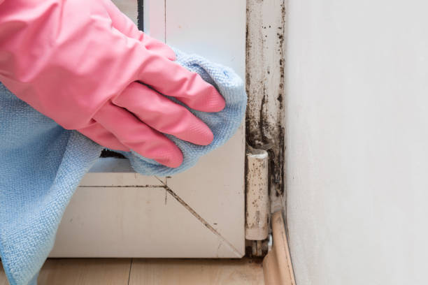 Best Health and Safety Mold Remediation in Wellston, OH