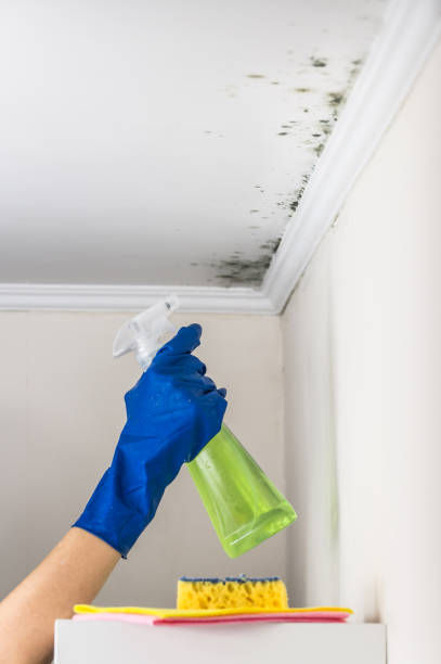 Best Kitchen Mold Remediation in Wellston, OH